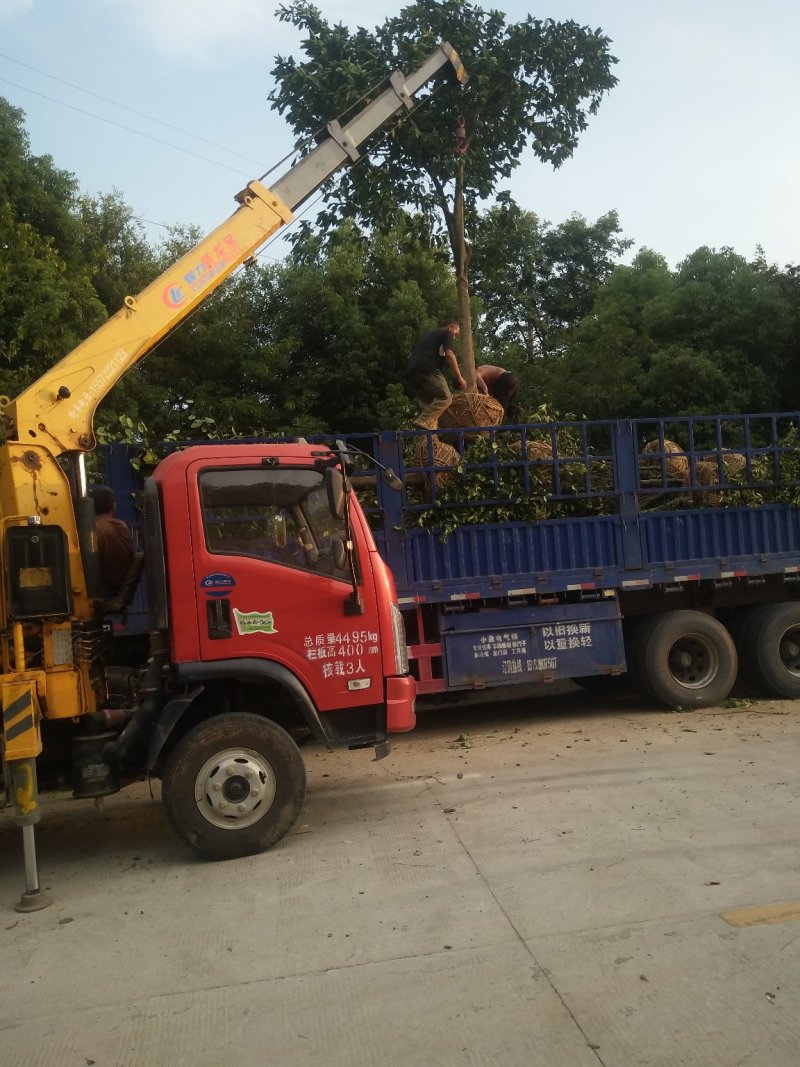 香泡5一20公分基地批发，现货长期有效。