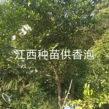香泡5一20公分基地批发，现货长期有效。