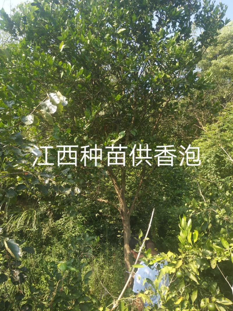 香泡5一20公分基地批发，现货长期有效。