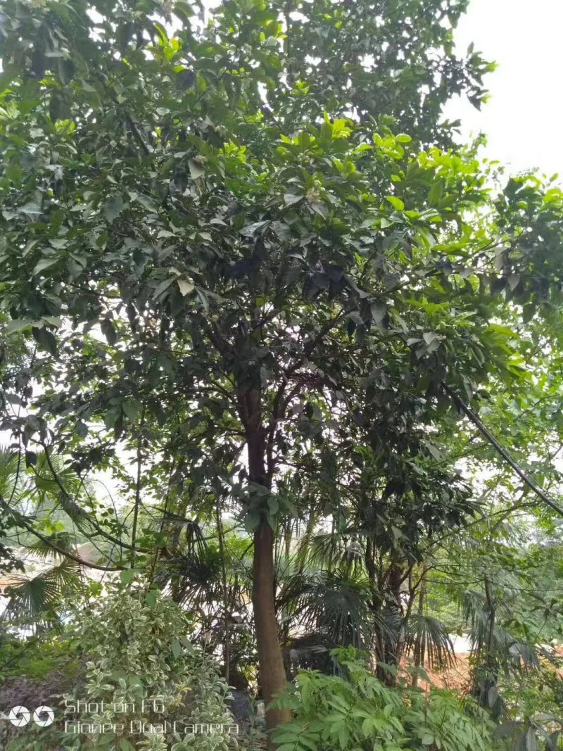 香泡5一20公分基地批发，现货长期有效。