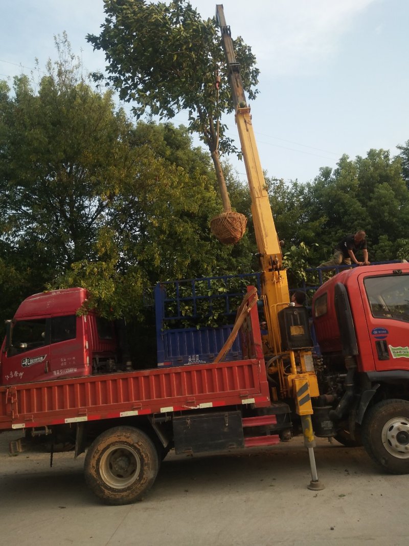 香泡5一20公分基地批发，现货长期有效。