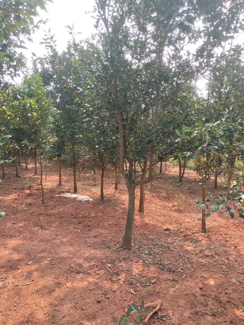 香泡5一20公分基地批发，现货长期有效。