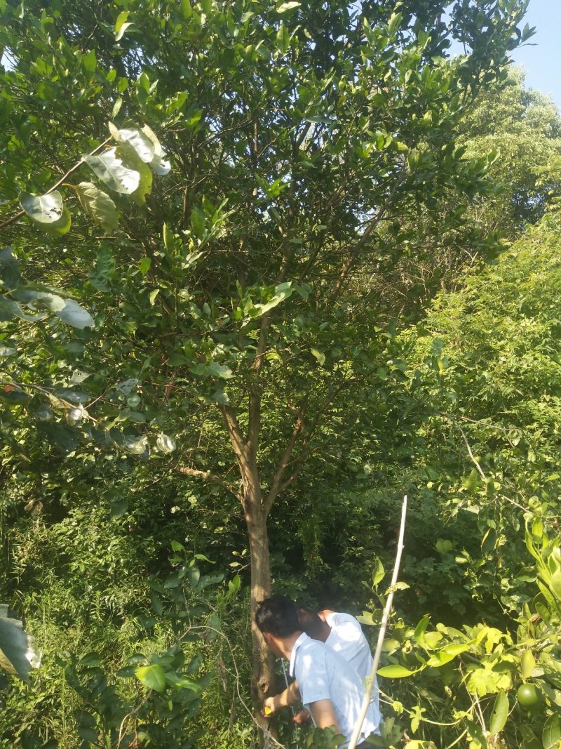 香泡5一20公分基地批发，现货长期有效。