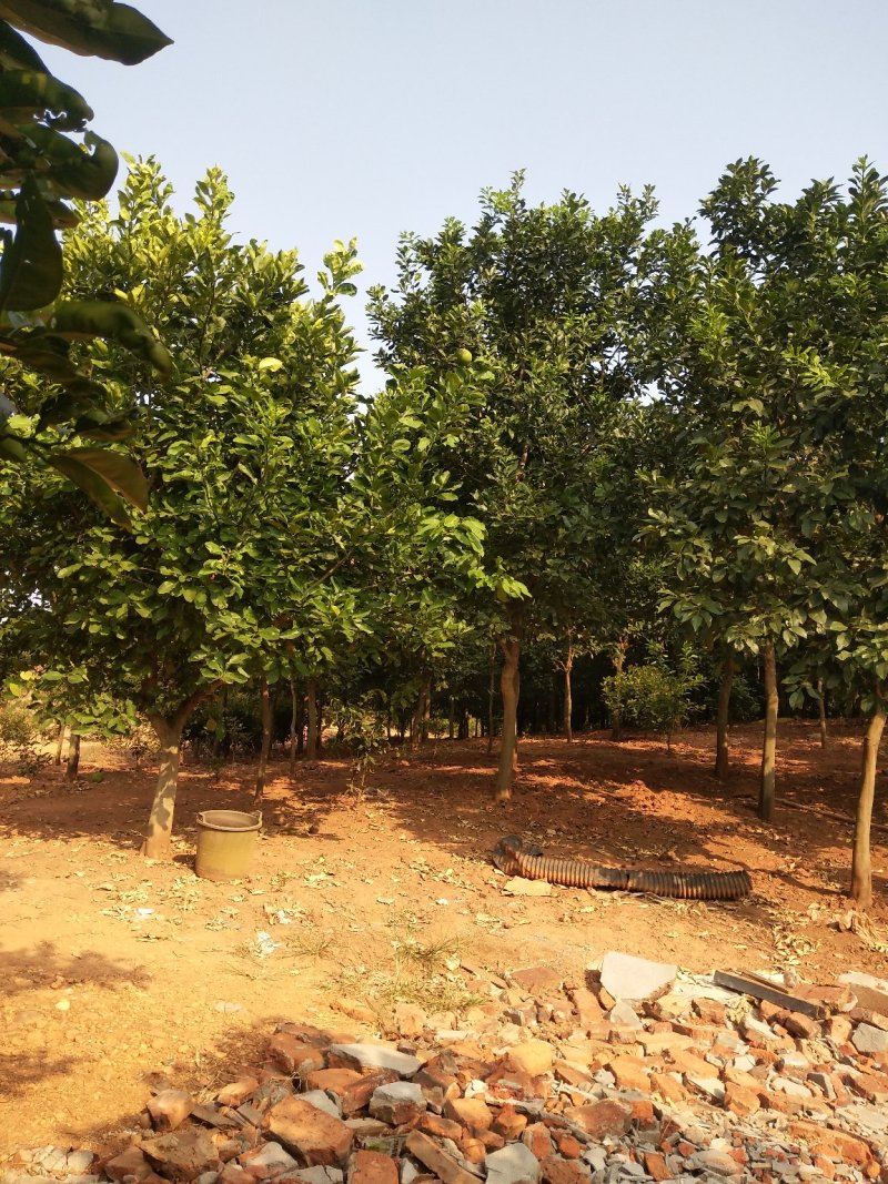 香泡5一20公分基地批发，现货长期有效。