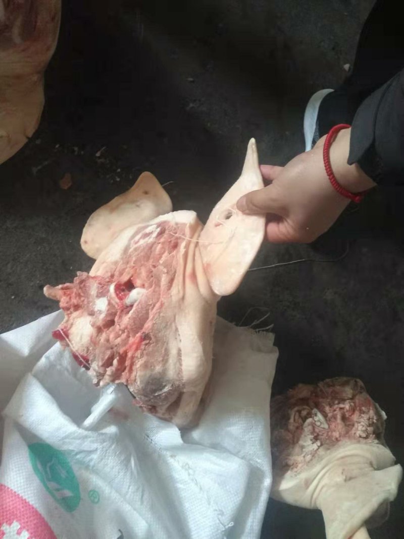 猪头
