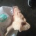 猪头