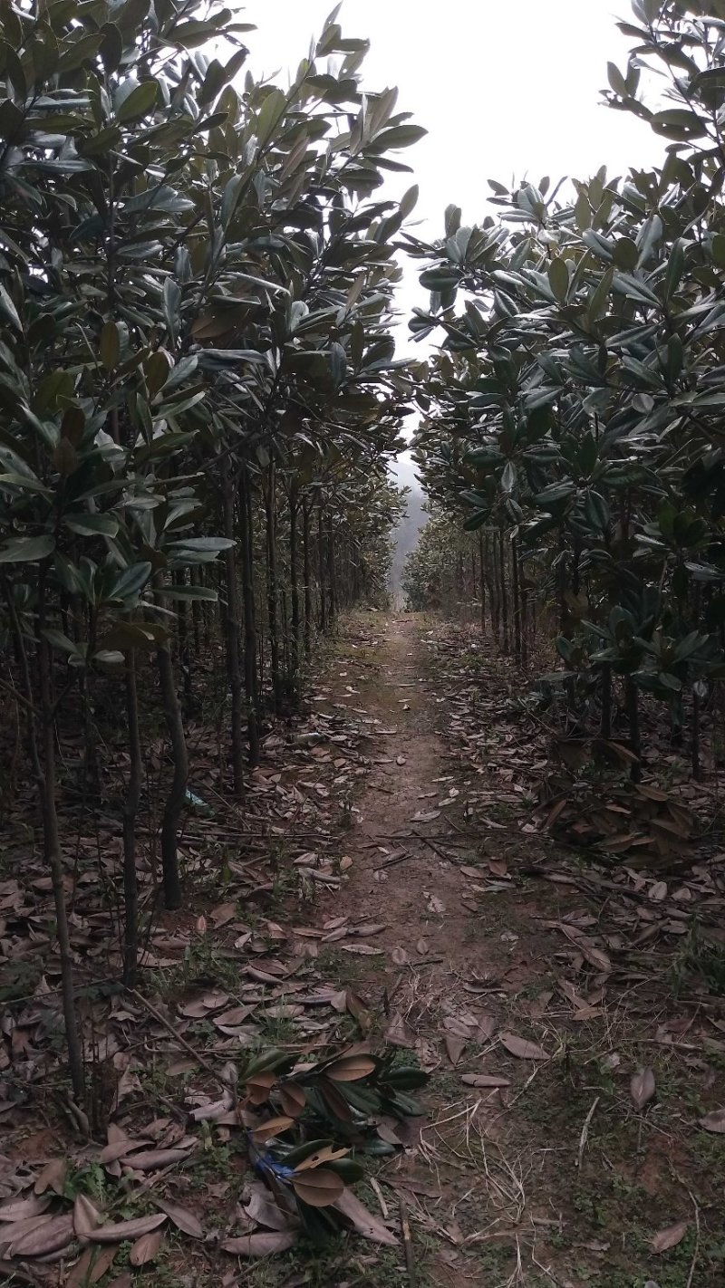 广玉兰5一20公分基地批发，现货长期有效。