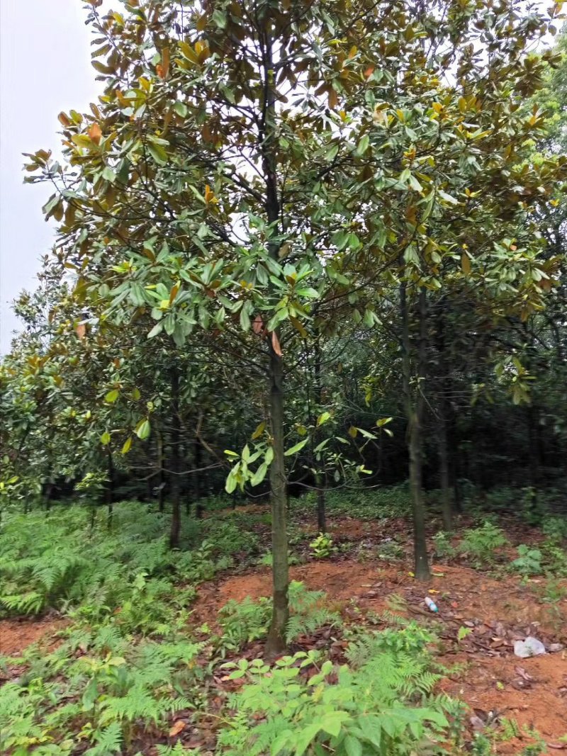 广玉兰5一20公分基地批发，现货长期有效。