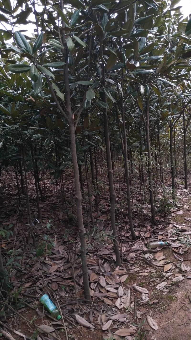 广玉兰5一20公分基地批发，现货长期有效。