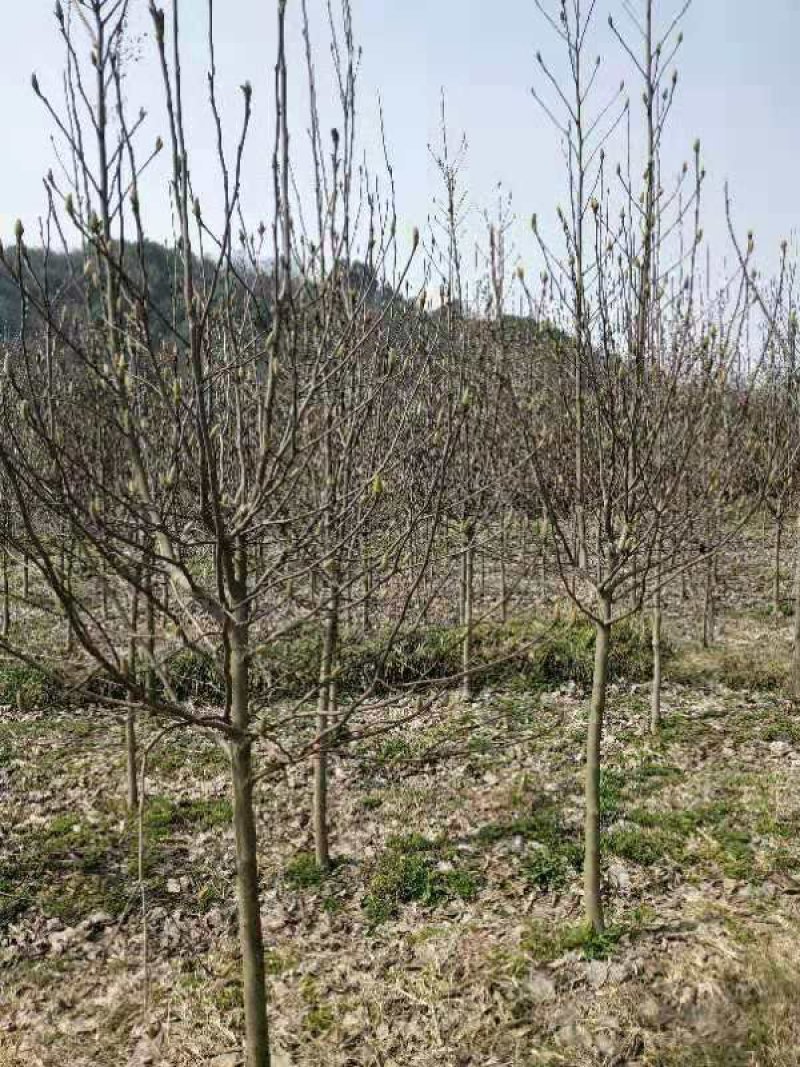 紫玉兰基地批发1一15公分，现货长期有效。