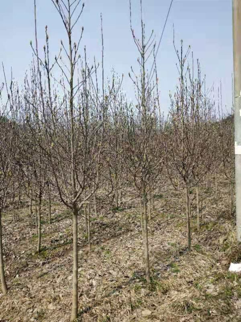 紫玉兰基地批发1一15公分，现货长期有效。
