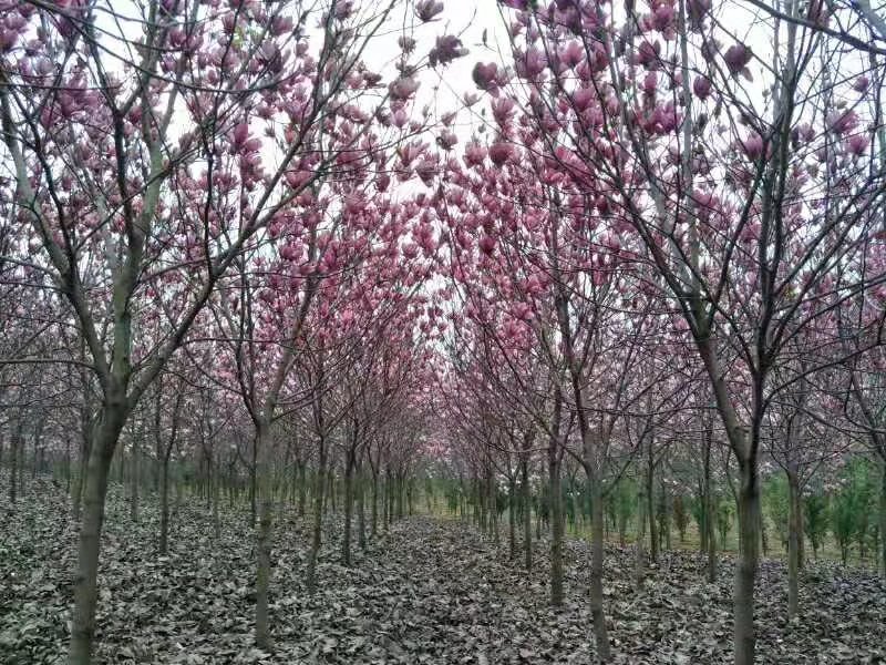 紫玉兰基地批发1一15公分，现货长期有效。