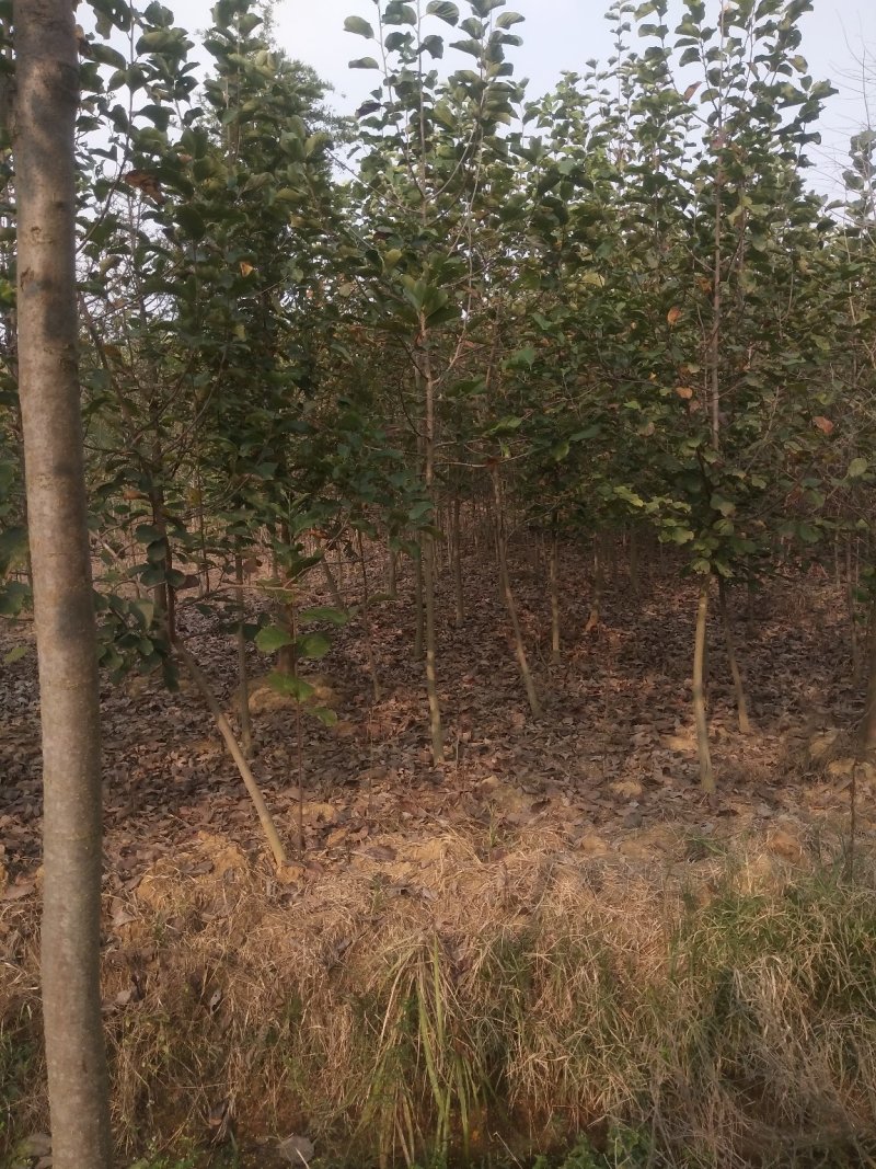 紫玉兰基地批发1一15公分，现货长期有效。