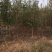 紫玉兰基地批发1一15公分，现货长期有效。