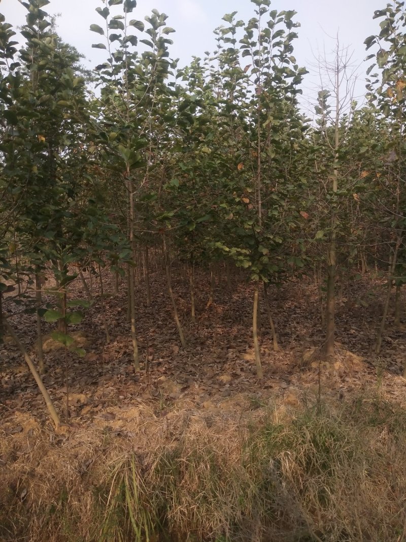 紫玉兰基地批发1一15公分，现货长期有效。