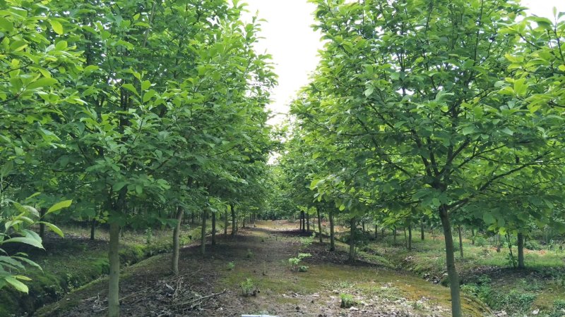 紫玉兰基地批发1一15公分，现货长期有效。