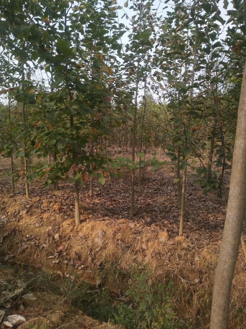 紫玉兰基地批发1一15公分，现货长期有效。
