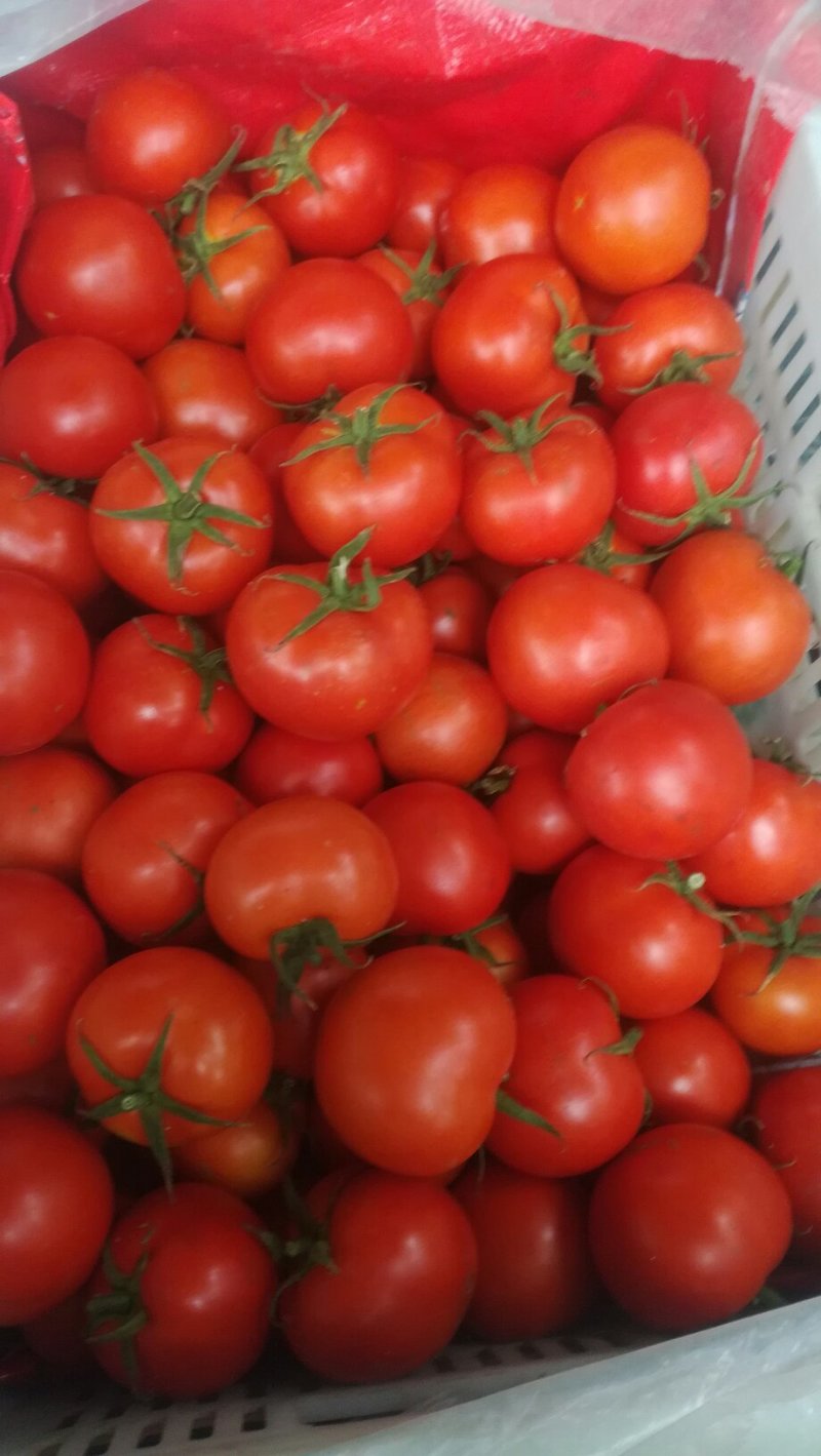 实力推荐莘县大红西红柿上市货源充足超市对接食堂工厂