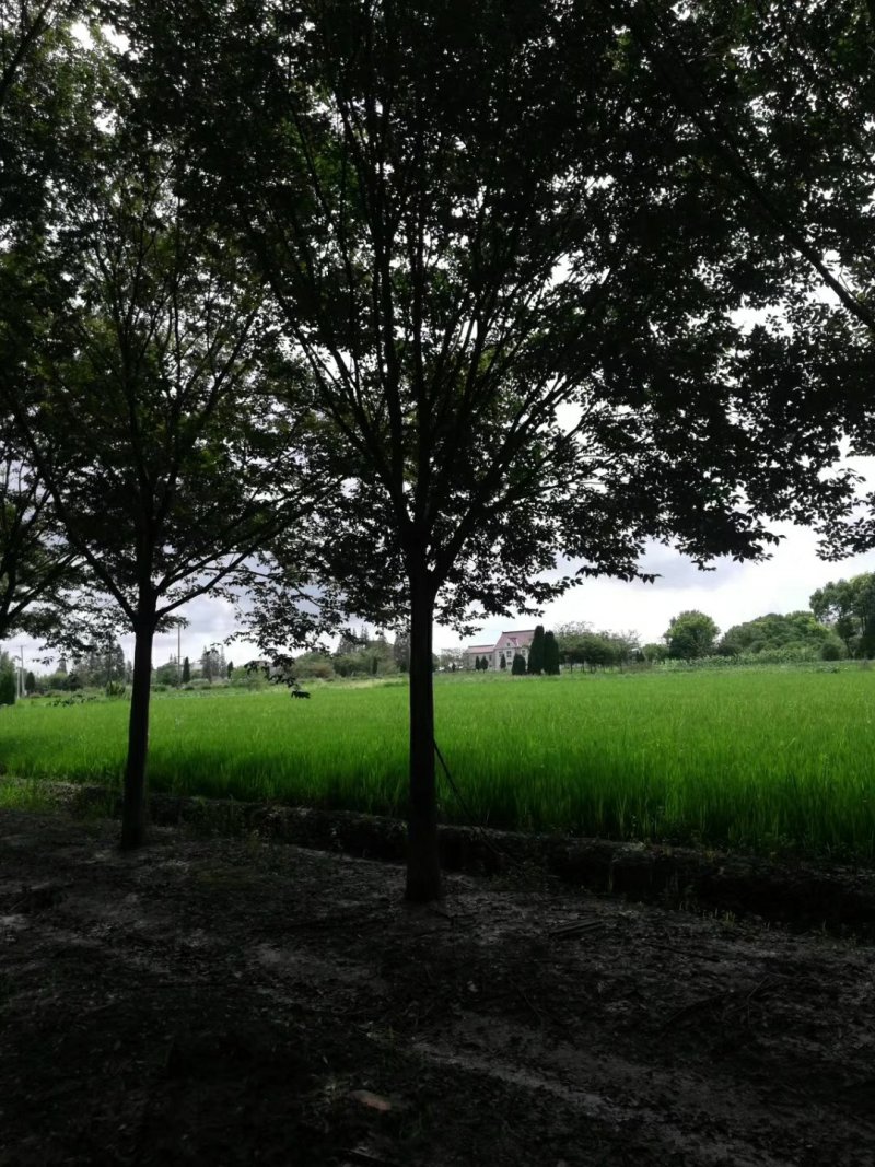 榉树基地1一20公分现货批发，现货长期有效。