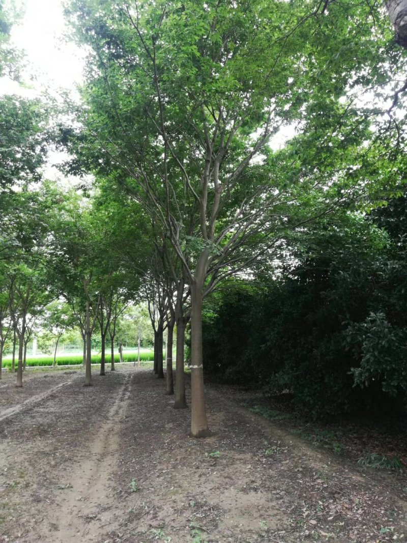 榉树基地1一20公分现货批发，现货长期有效。