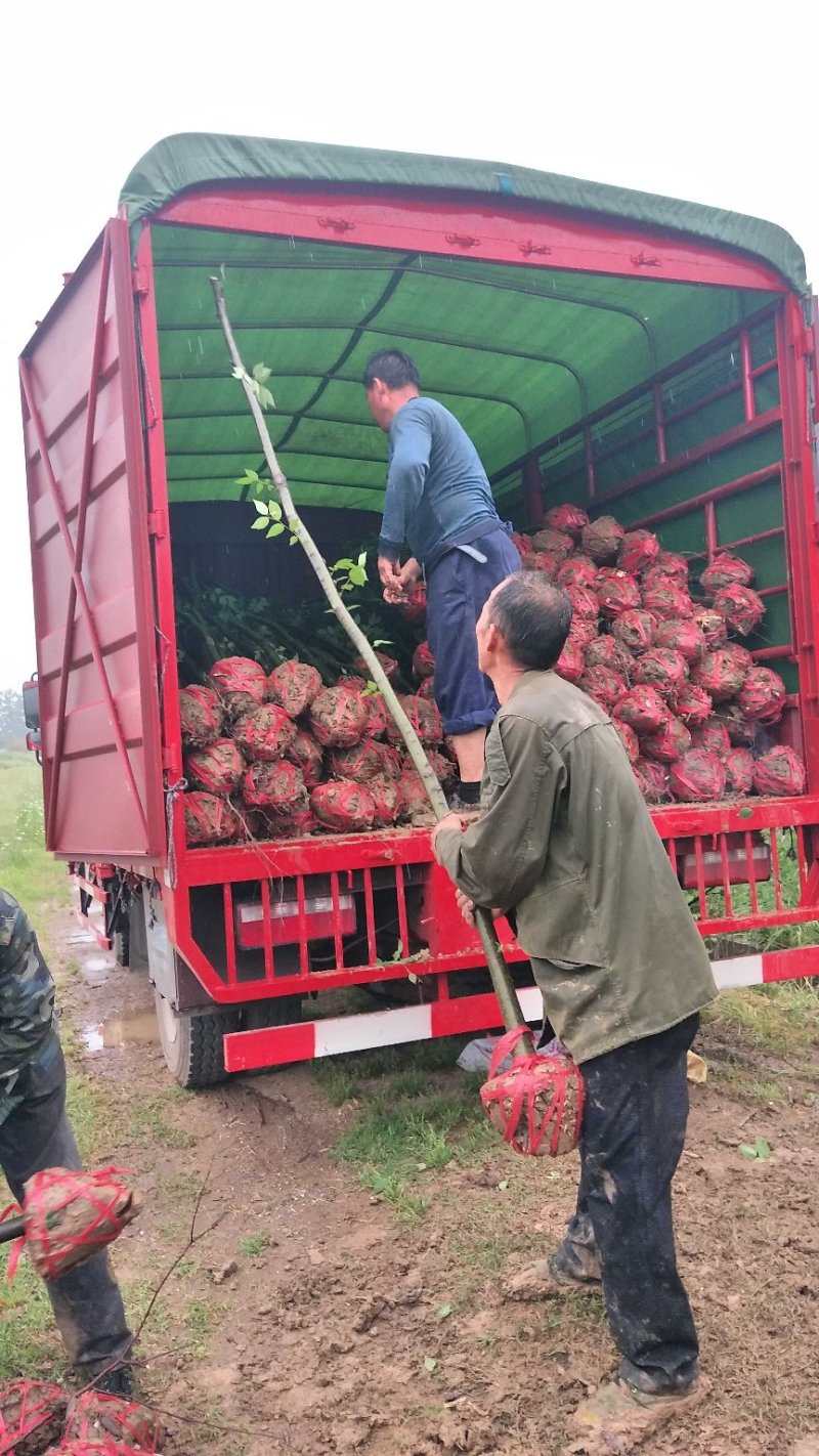 榉树基地1一20公分现货批发，现货长期有效。