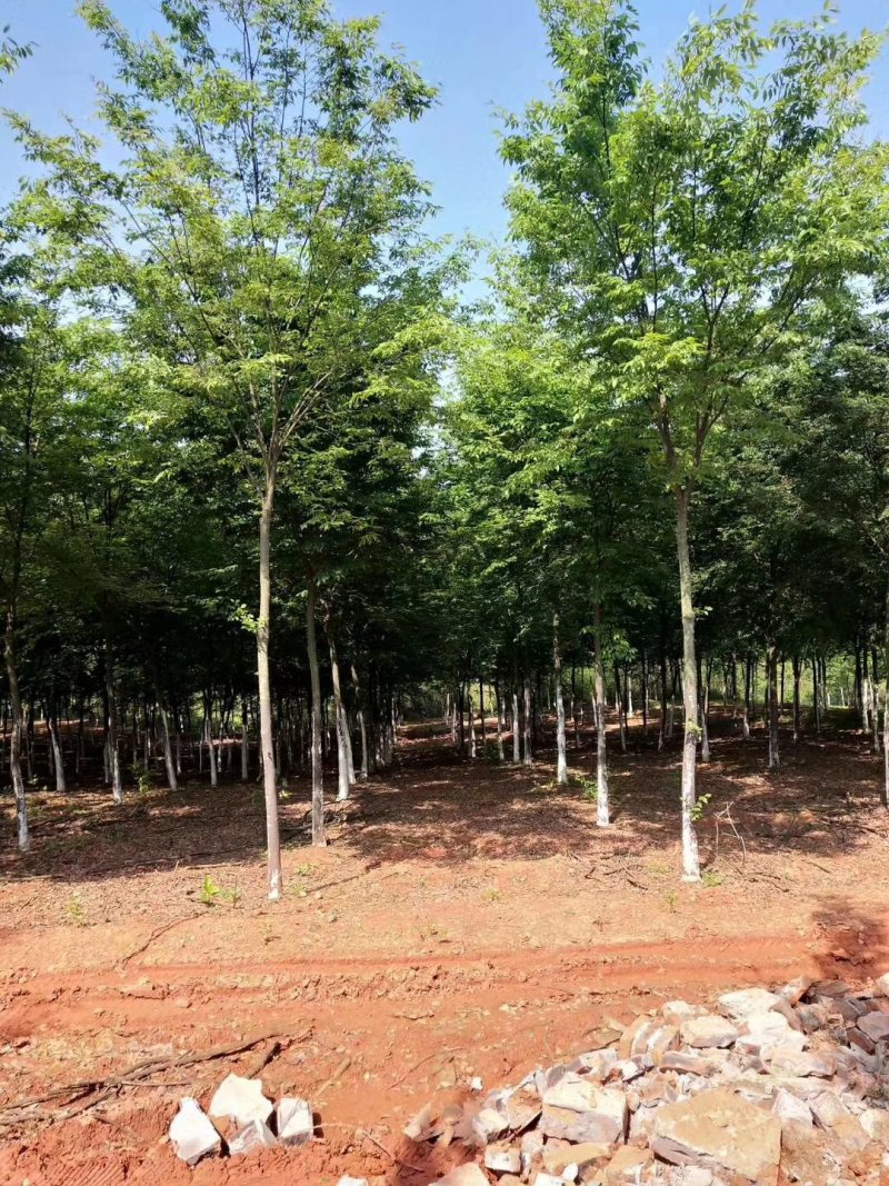 榉树基地1一20公分现货批发，现货长期有效。
