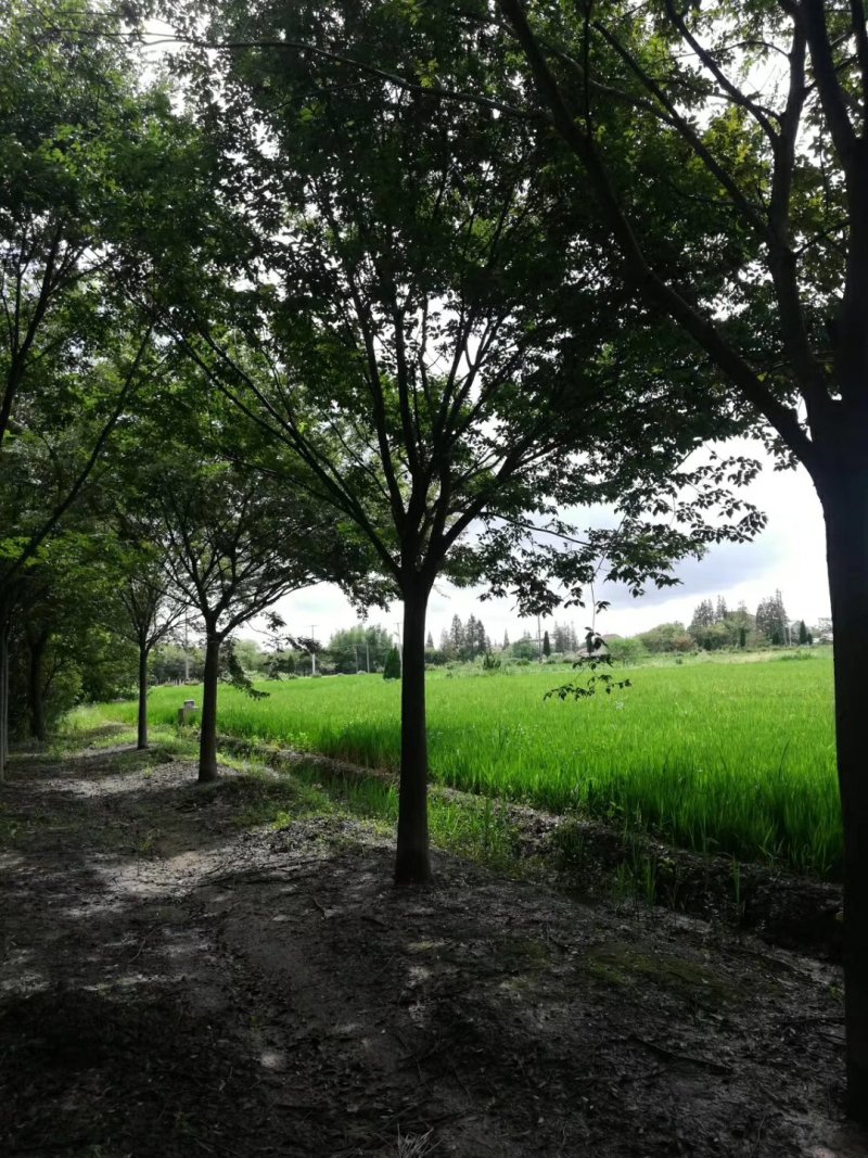 榉树基地1一20公分现货批发，现货长期有效。