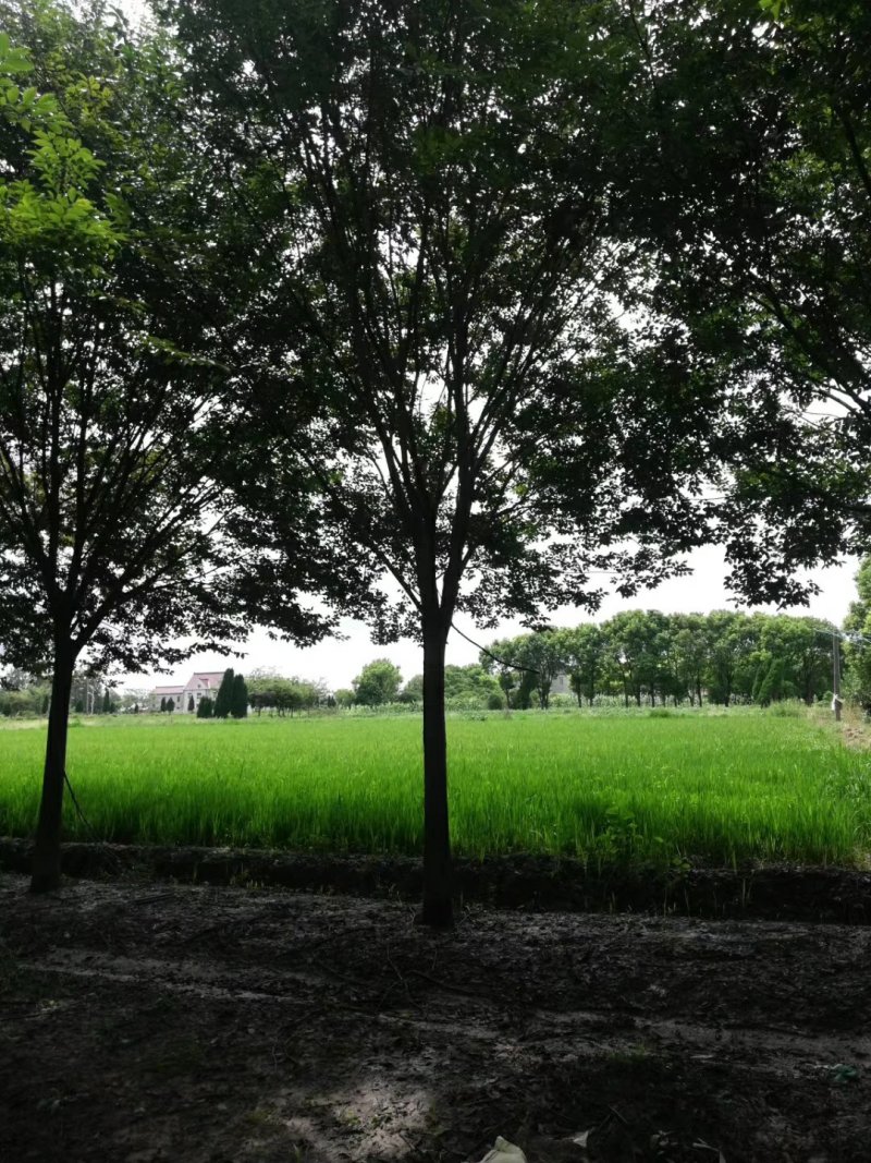 榉树基地1一20公分现货批发，现货长期有效。