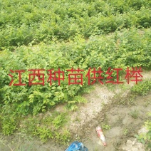 榉树基地1一20公分现货批发，现货长期有效。