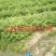 榉树基地1一20公分现货批发，现货长期有效。