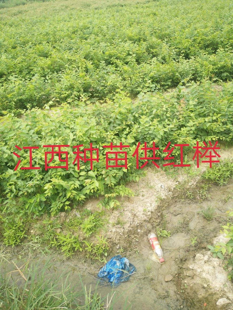 榉树基地1一20公分现货批发，现货长期有效。