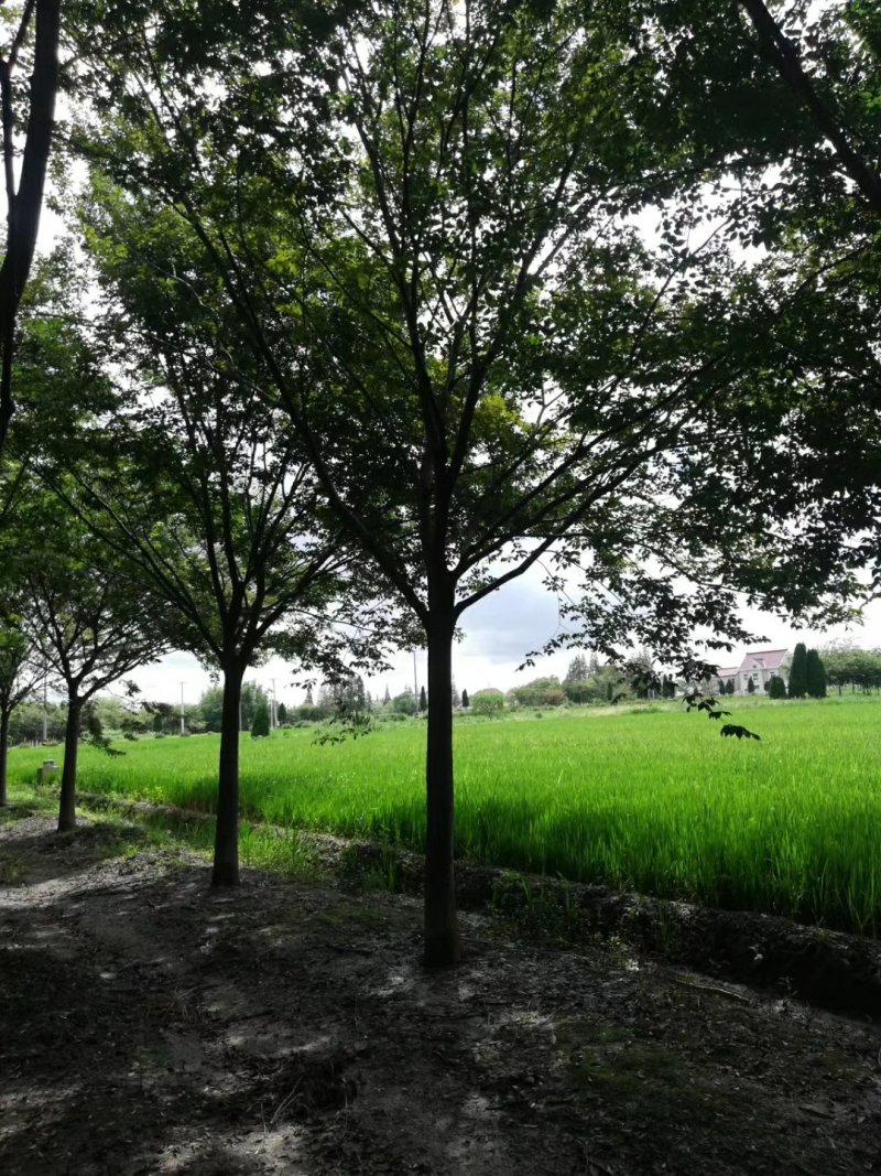 榉树基地1一20公分现货批发，现货长期有效。