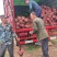 榉树基地1一20公分现货批发，现货长期有效。