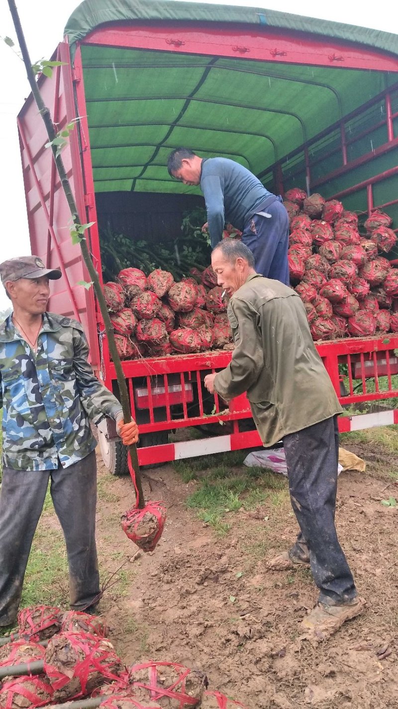 榉树基地1一20公分现货批发，现货长期有效。