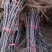 烟富8号苹果苗，烟富6号苹果苗，烟富系列苹果苗，矮化苗