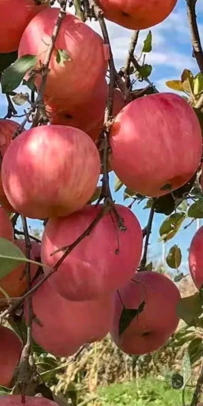 烟富8号苹果苗，烟富6号苹果苗，烟富系列苹果苗，矮化苗
