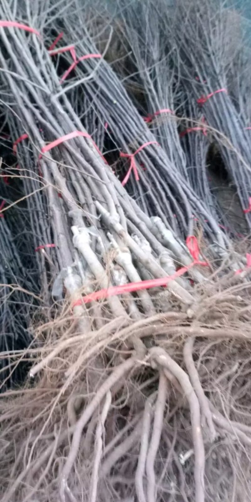 烟富8号苹果苗，烟富6号苹果苗，烟富系列苹果苗，矮化苗