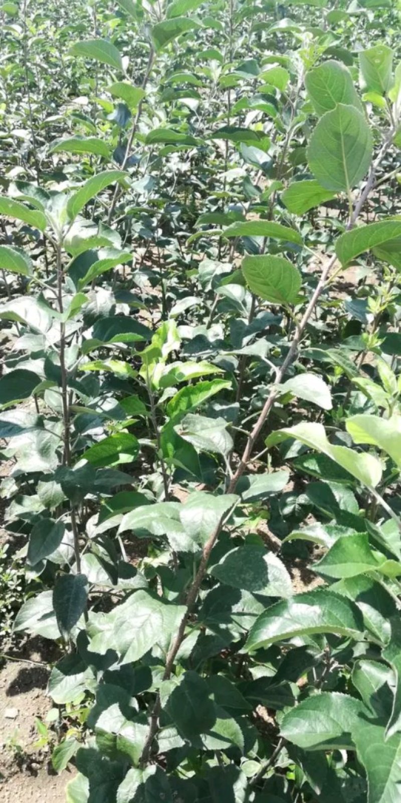 烟富8号苹果苗，烟富6号苹果苗，烟富系列苹果苗，矮化苗