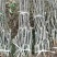 烟富8号苹果苗，烟富6号苹果苗，烟富系列苹果苗，矮化苗