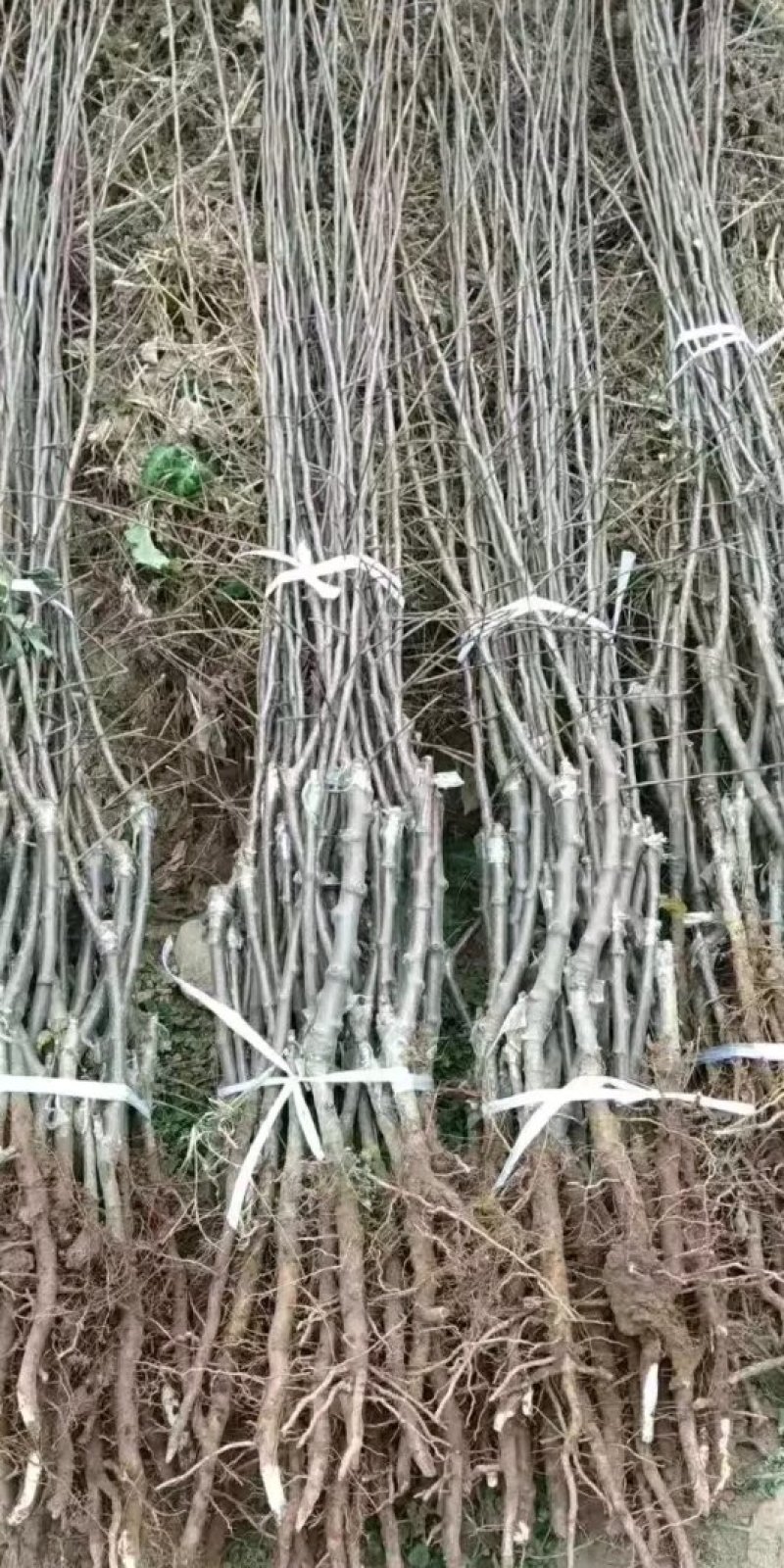 烟富8号苹果苗，烟富6号苹果苗，烟富系列苹果苗，矮化苗