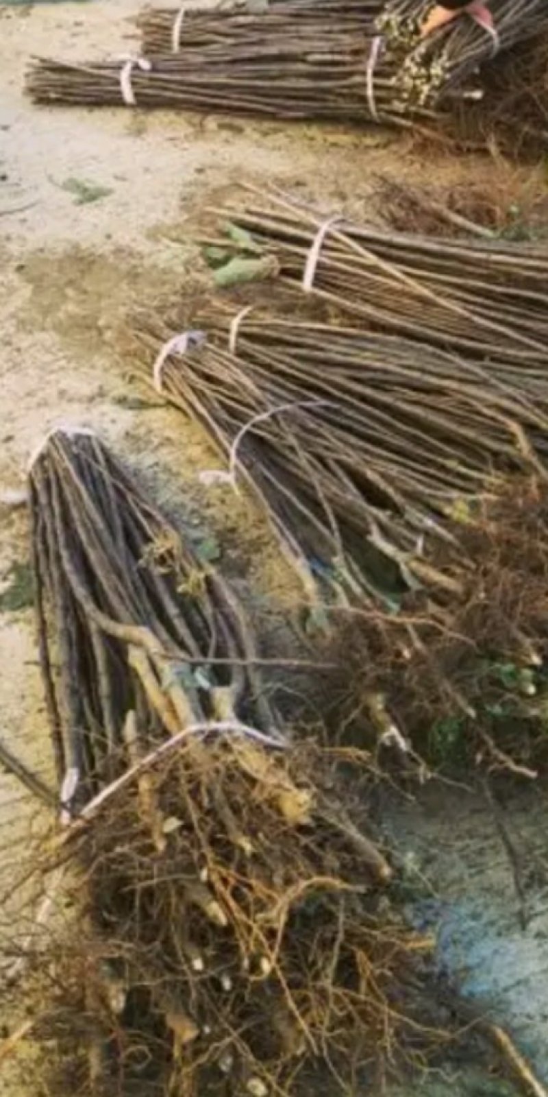 烟富8号苹果苗，烟富6号苹果苗，烟富系列苹果苗，矮化苗