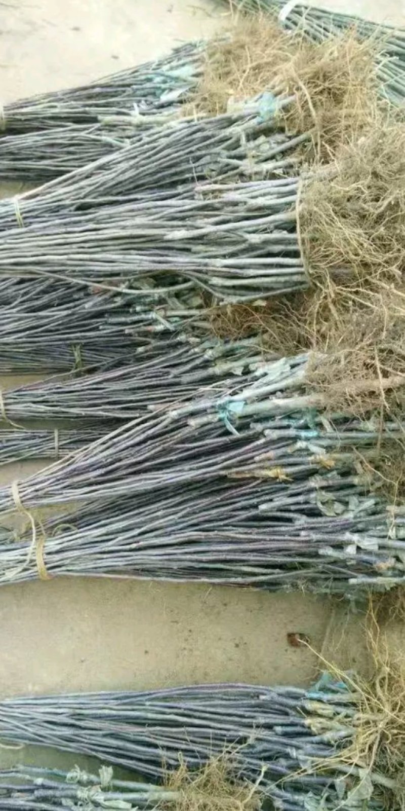 烟富8号苹果苗，烟富6号苹果苗，烟富系列苹果苗，矮化苗