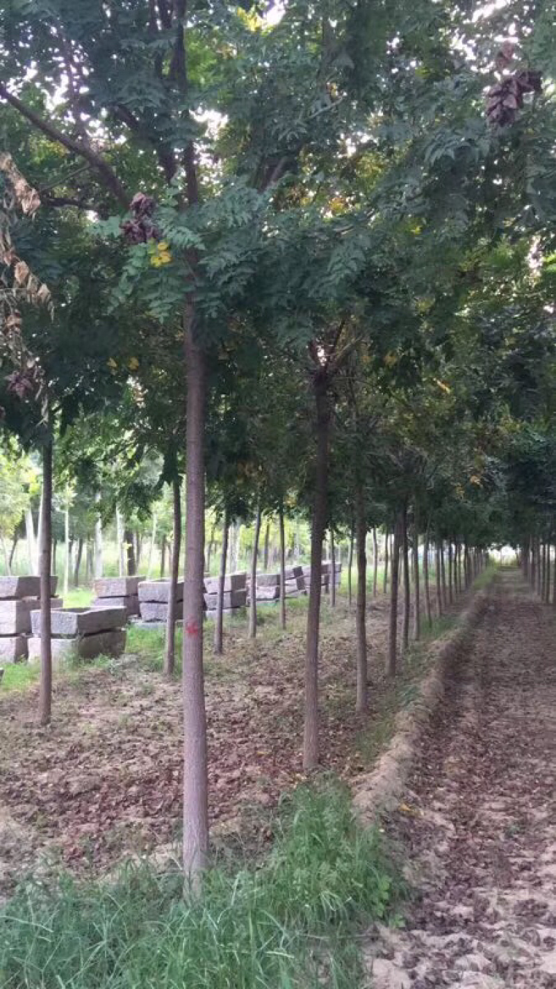 地头装车8公分北栾精品发帽10公分北栾苗圃直供