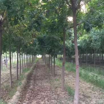 地头装车8公分北栾精品发帽10公分北栾苗圃直供