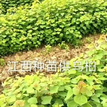 乌桕基地1一20公分批发，现货长期有效。