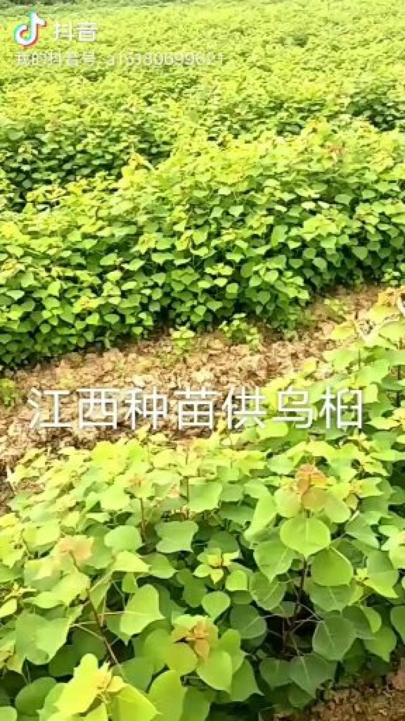 乌桕基地1一20公分批发，现货长期有效。