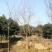 乌桕基地1一20公分批发，现货长期有效。