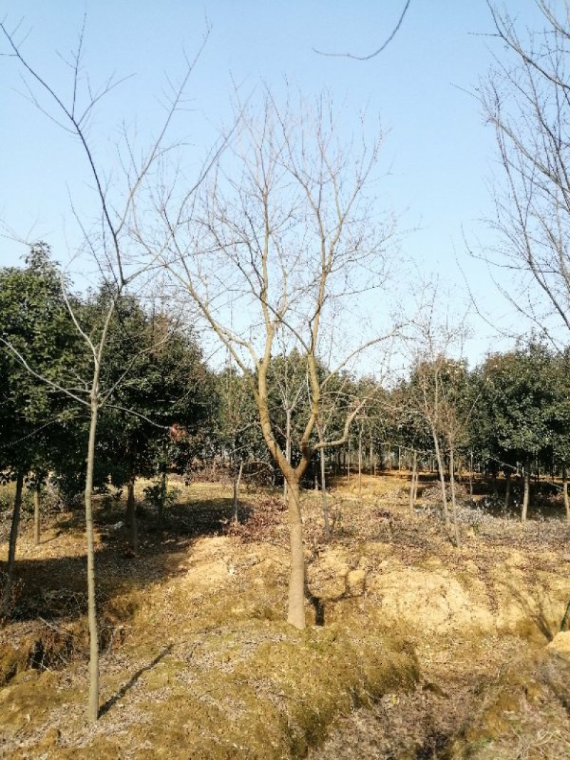 乌桕基地1一20公分批发，现货长期有效。