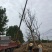 乌桕基地1一20公分批发，现货长期有效。