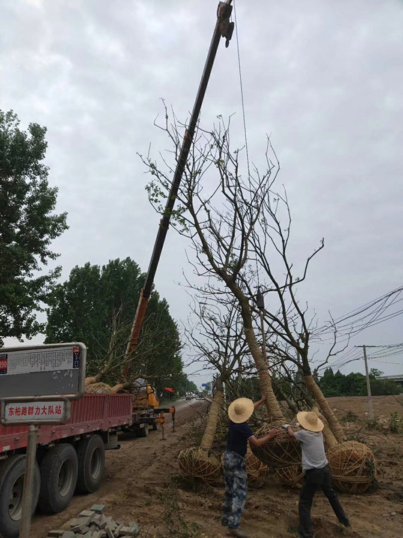 乌桕基地1一20公分批发，现货长期有效。